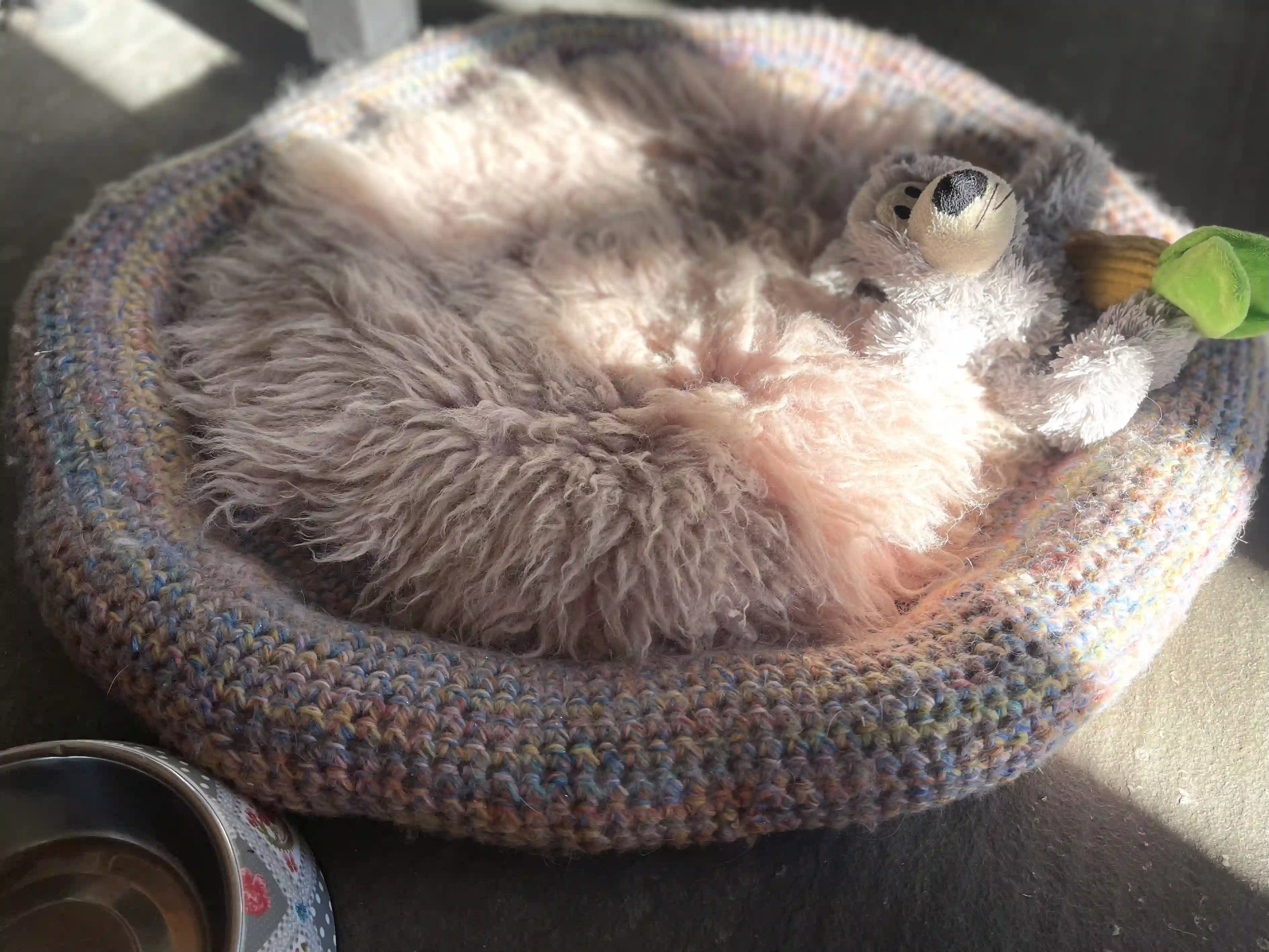 Alte Katze schläft eingerollt in ihrem Körbchen